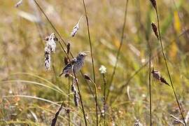 Cloud Cisticola