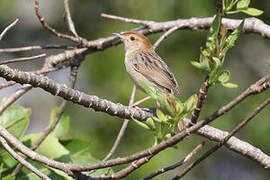 Wailing Cisticola