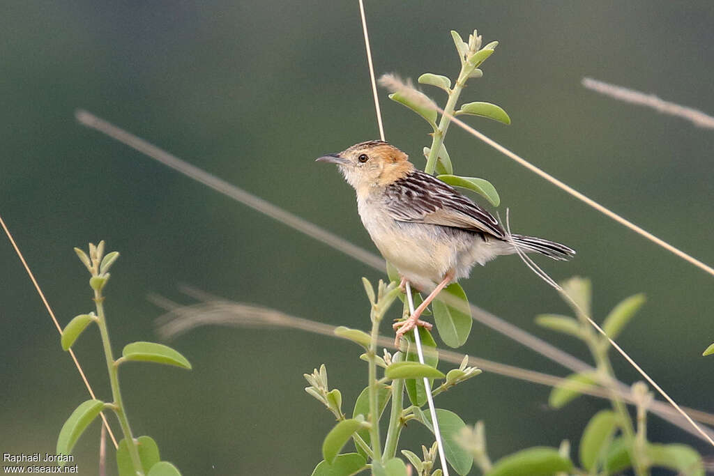 Stout Cisticolaadult, identification