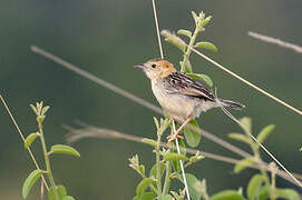 Stout Cisticola