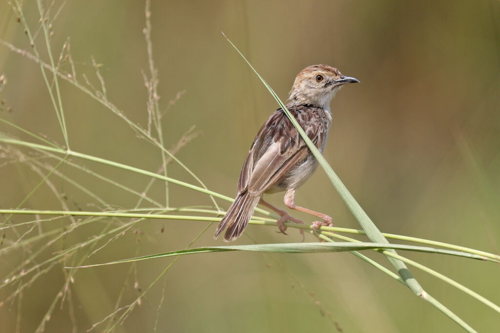 Stout Cisticolaadult, moulting