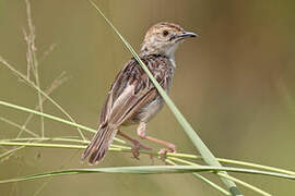 Stout Cisticola