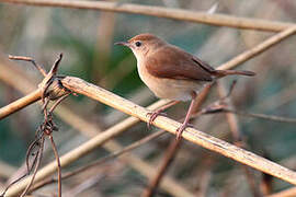 Foxy Cisticola