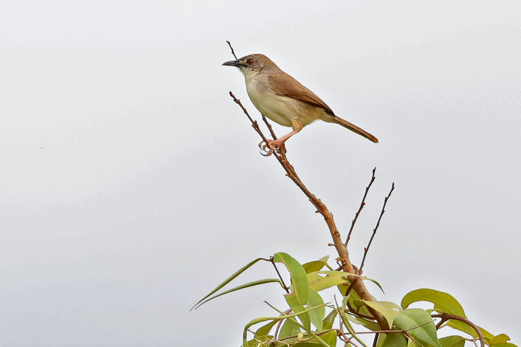 Whistling Cisticolaadult