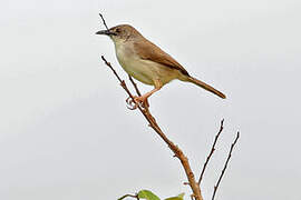 Whistling Cisticola