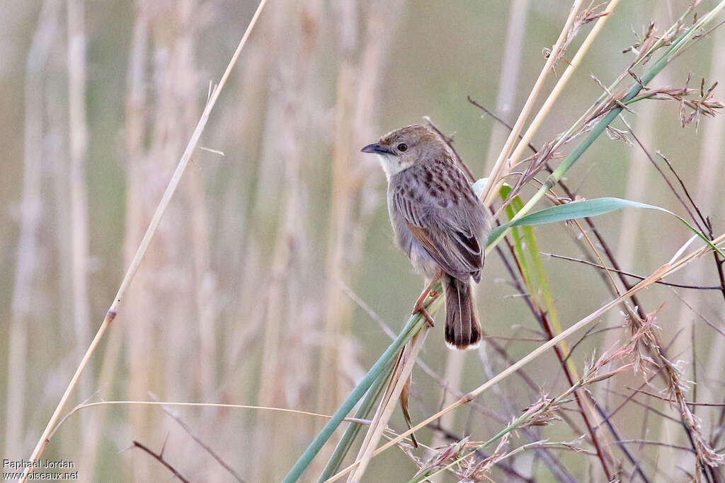 Cisticole striéeadulte, habitat, pigmentation