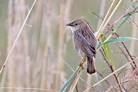 Croaking Cisticola