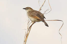 Croaking Cisticola