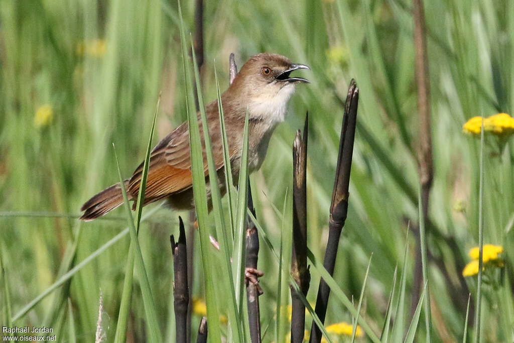 Croaking Cisticolaadult, song