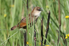 Croaking Cisticola