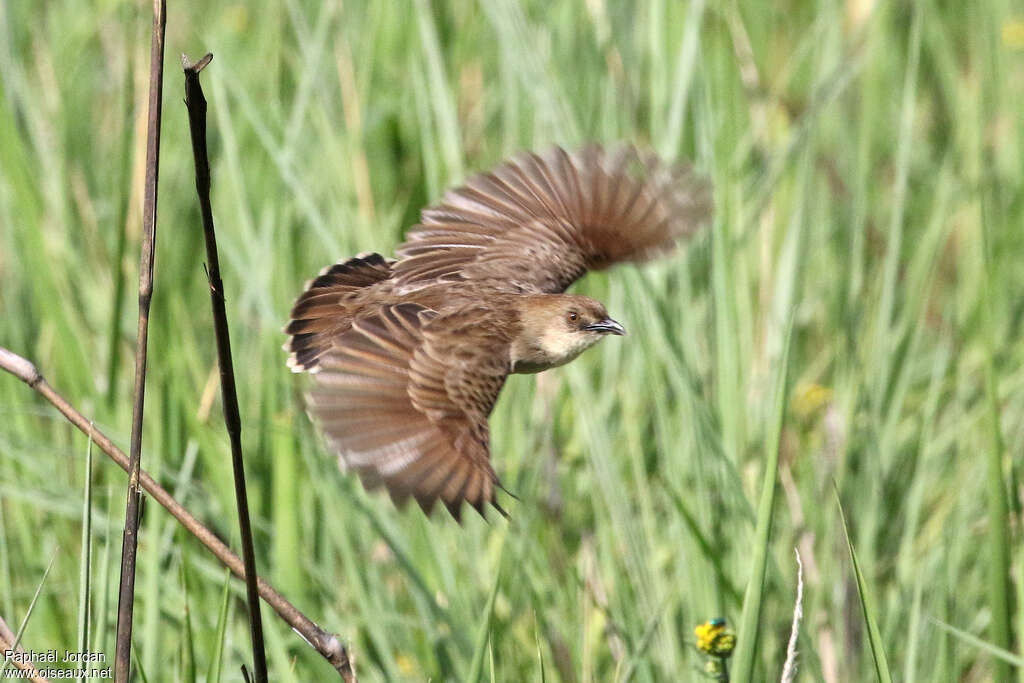 Croaking Cisticolaadult, Flight