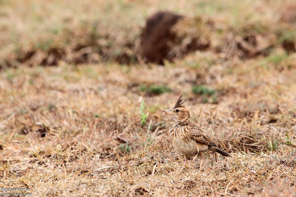 Cochevis de Malabaradulte, identification