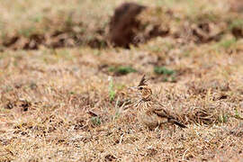 Malabar Lark