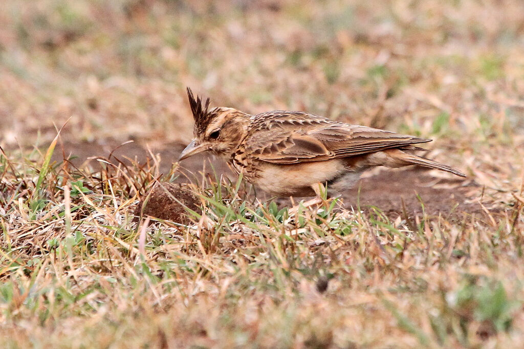 Cochevis de Malabaradulte