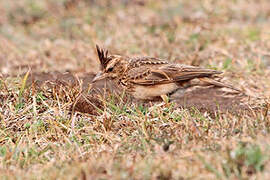 Malabar Lark