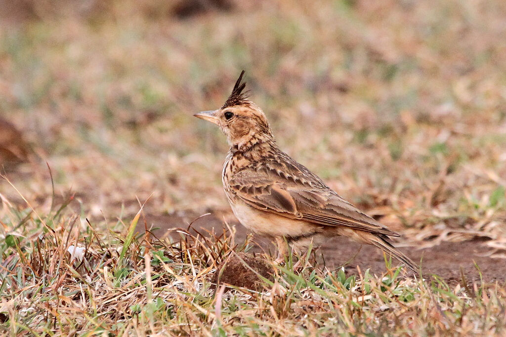 Malabar Larkadult