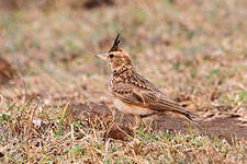 Cochevis de Malabar