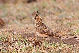 Malabar Lark