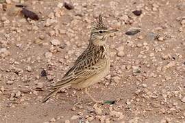 Maghreb Lark