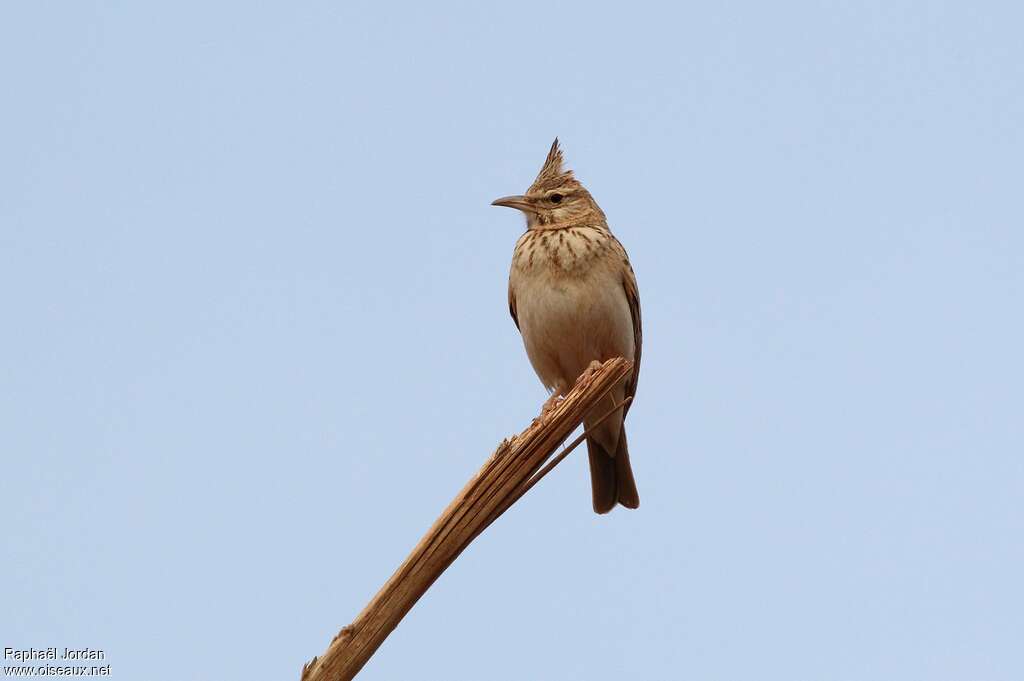 Maghreb Larkadult breeding