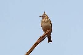 Maghreb Lark