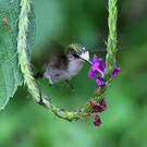 Colibri à coiffe blanche