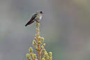 Colibri à dos noir