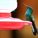 Colibri à épaulettes
