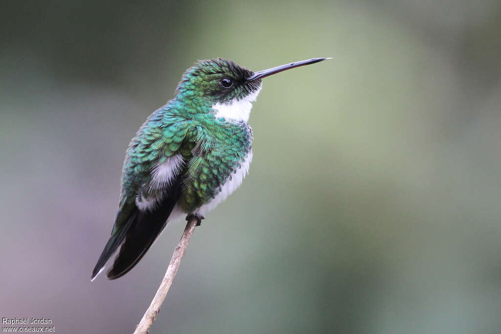 White-throated Hummingbirdadult