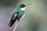 Colibri à gorge blanche