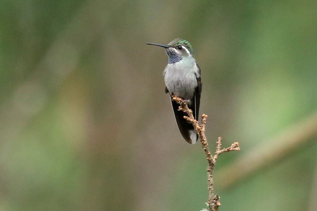 Colibri à gorge bleueadulte