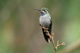 Blue-throated Mountaingem