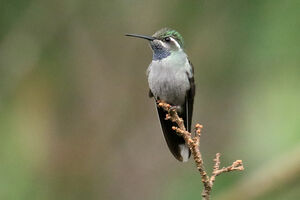 Colibri à gorge bleue