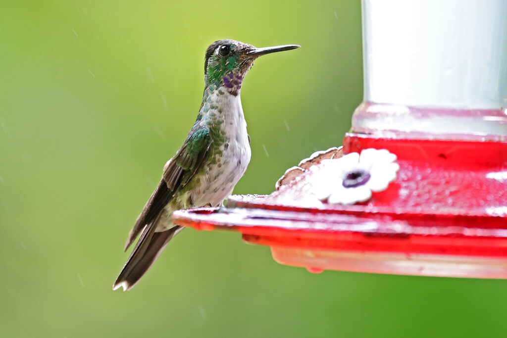 White-bellied Mountaingem male