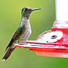 Colibri à gorge lilas