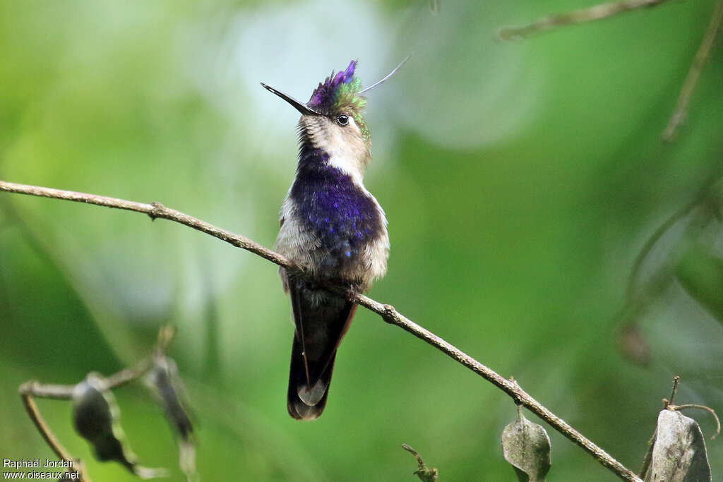 Purple-crowned Plovercrest male adult breeding