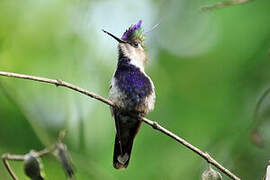 Purple-crowned Plovercrest