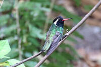 Colibri à oreilles blanches