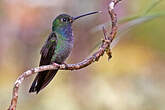 Colibri à queue blanche