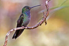 Green-backed Hillstar