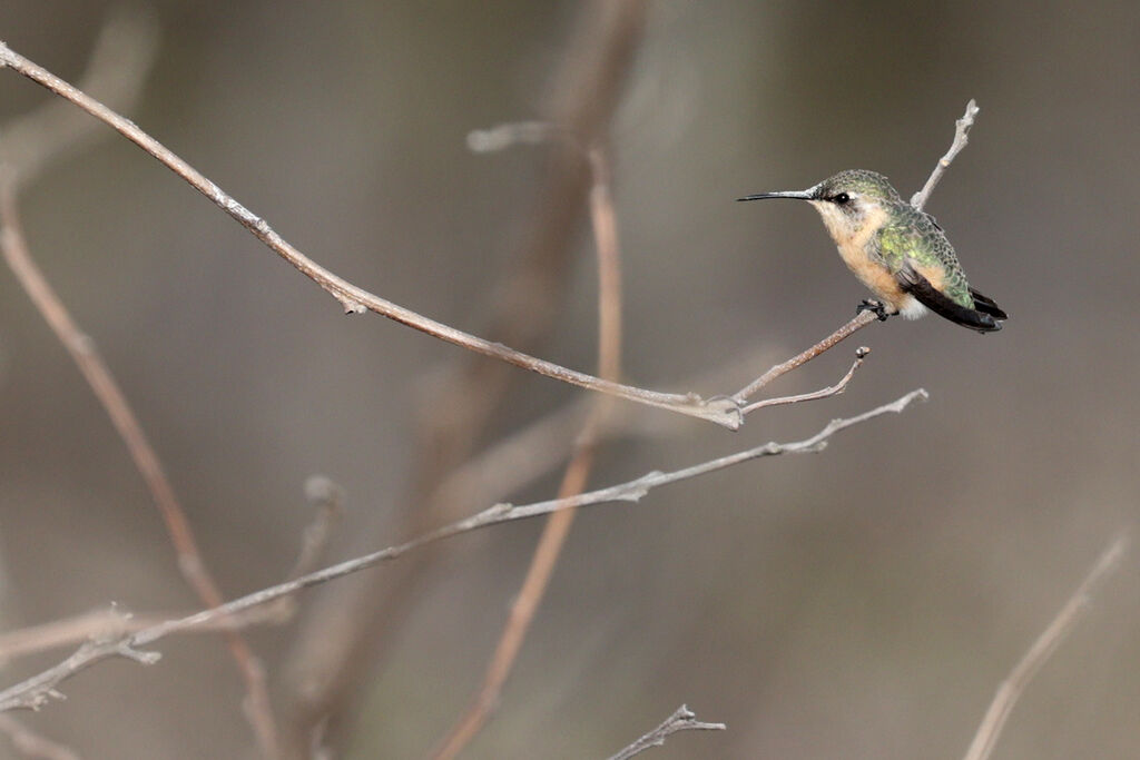 Colibri à queue courte