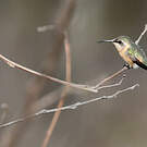 Colibri à queue courte
