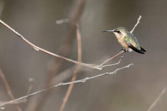 Colibri à queue courte