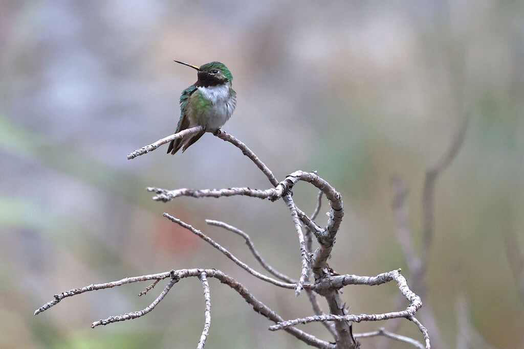 Broad-tailed Hummingbird male adult