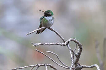 Colibri à queue large