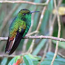 Colibri à tête cuivrée
