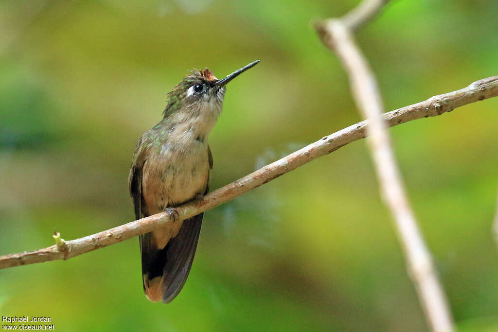 Santa Marta Blossomcrown male adult, identification