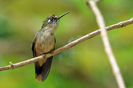 Colibri à tête rose