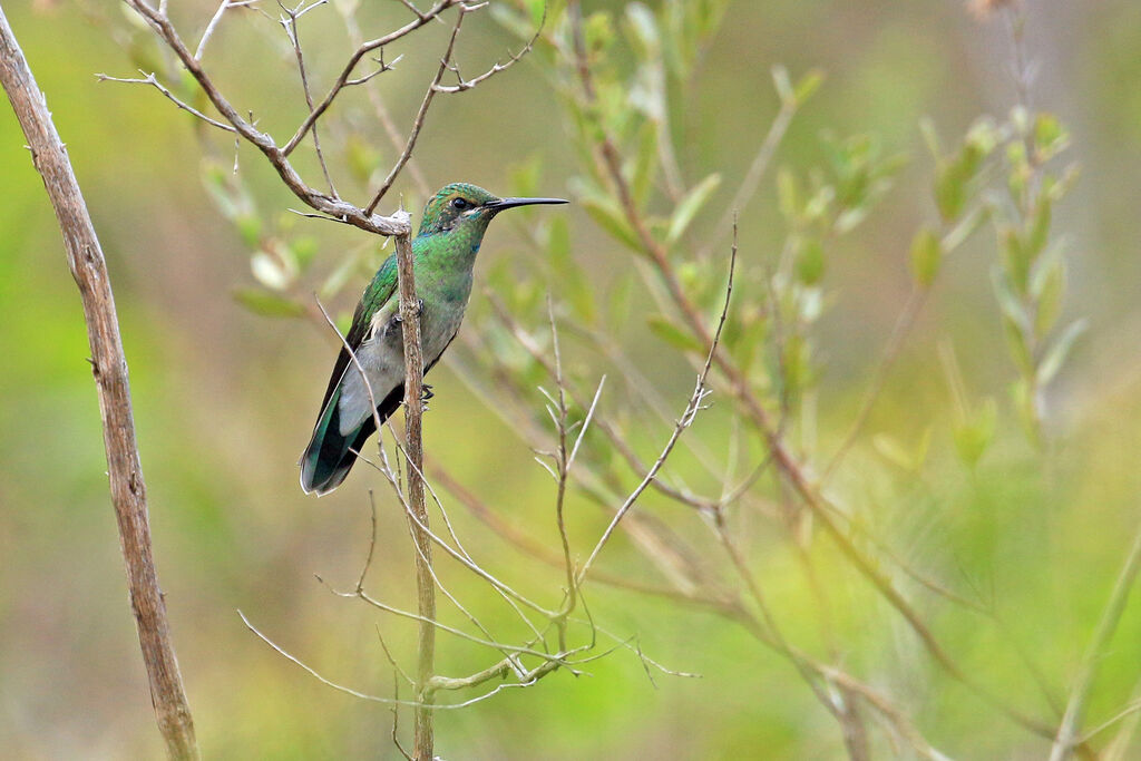 Colibri à ventre blanc