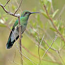 Colibri à ventre blanc